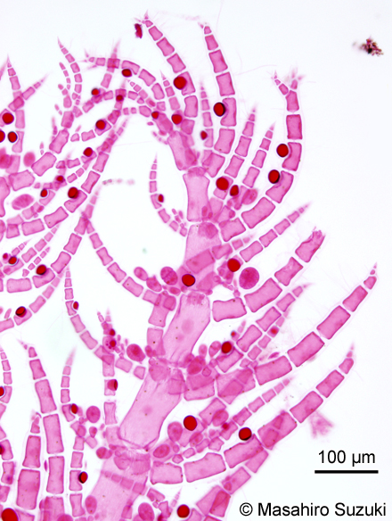 ヨツガサネ Pterothamnion yezoense